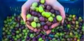 Çöl sıcağının vurduğu yeşil zeytinler siyaha döndü