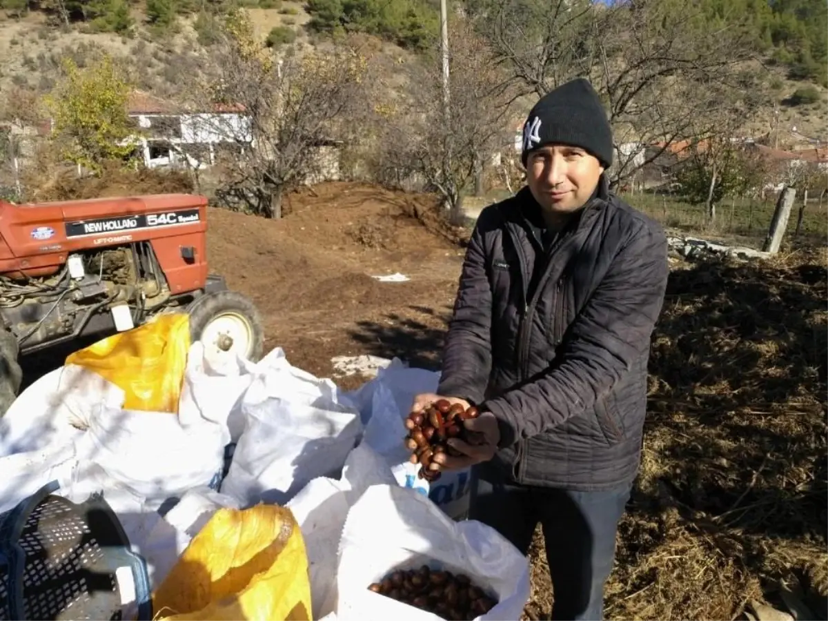 Kestanede bu yıl verim yüksek fiyat düşük