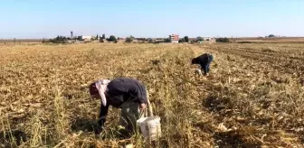 Kızıltepe'de kadınlar boş mısır koçanını yakacak olarak kullanıyor