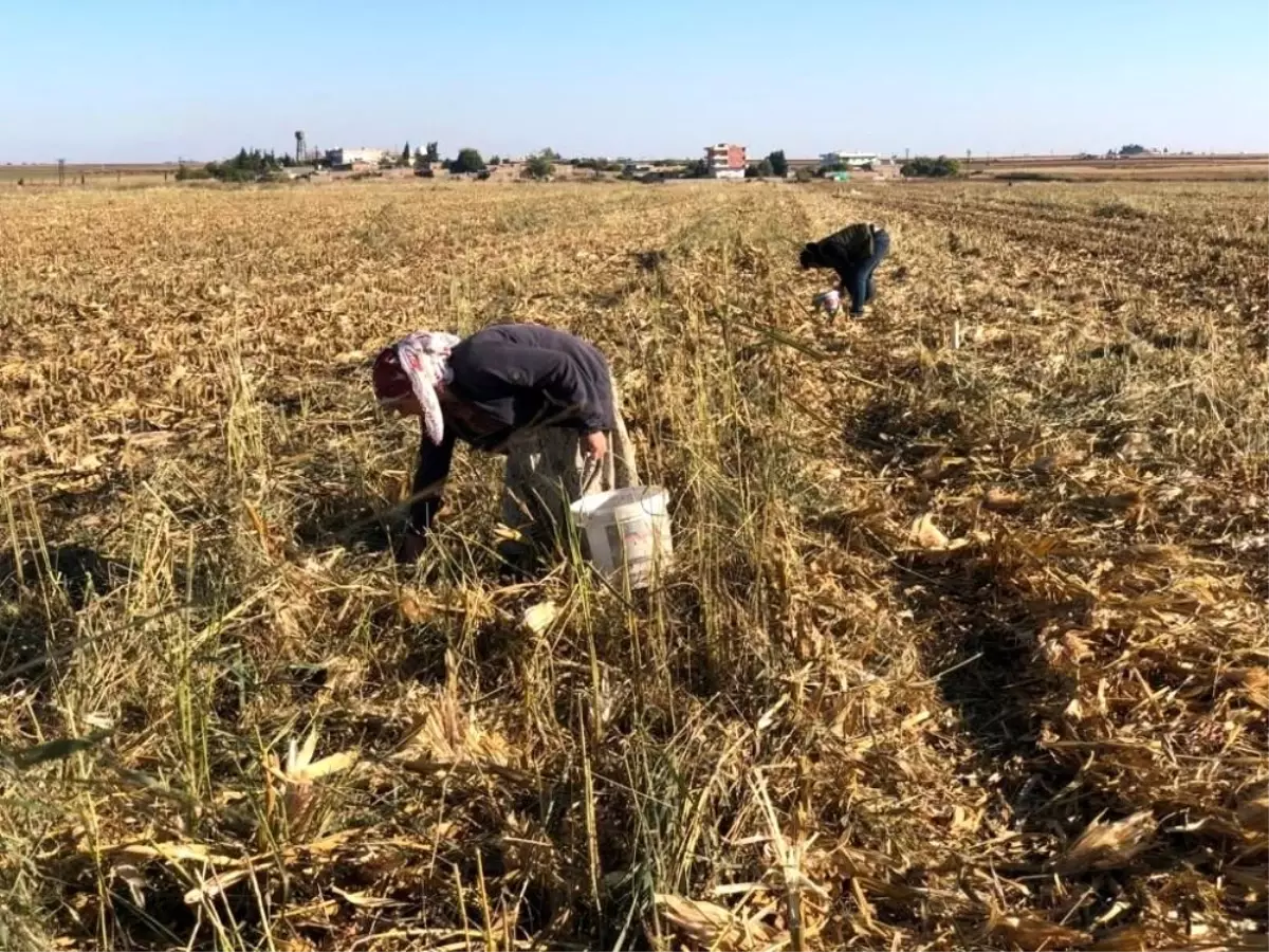 Kızıltepe\'de kadınlar boş mısır koçanını yakacak olarak kullanıyor