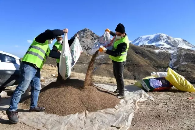 Konyaaltı'nda meralar tohumla zenginleştiriliyor