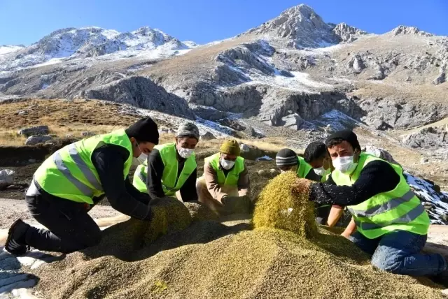 Konyaaltı'nda meralar tohumla zenginleştiriliyor