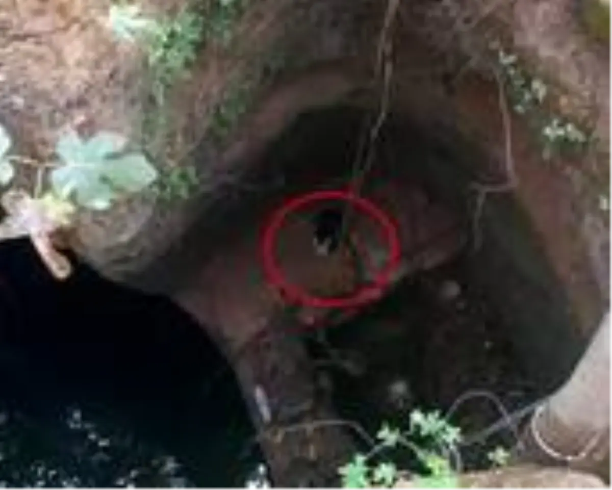 Son dakika haberleri | Kuyuya düşen kedi çaresizce kurtarılmayı bekledi