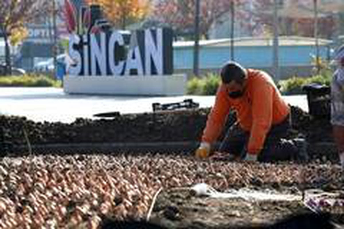 Sincan\'da binlerce lale soğanı toprakla buluştu