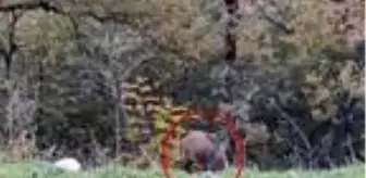 Yerleşim yerine inen domuzun beslenme anı kamerada