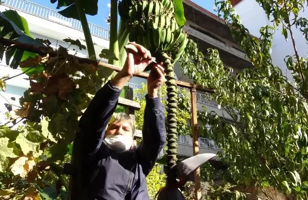 Denemek için diktiği muz ağacının ilk mahsulünü komşularına dağıtacak