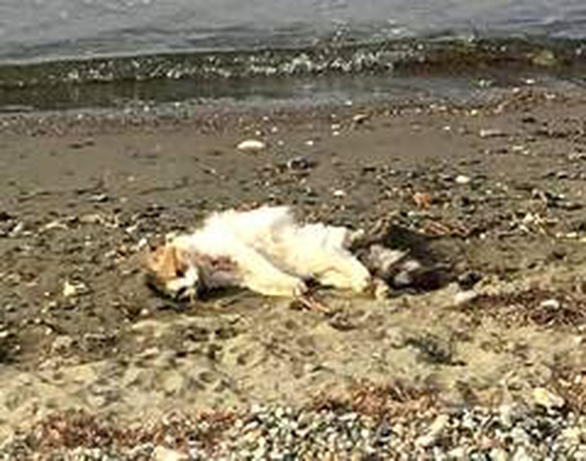 Son dakika haberi! Erdek\'te kedileri bir köpeğin öldürdüğü iddia edildi