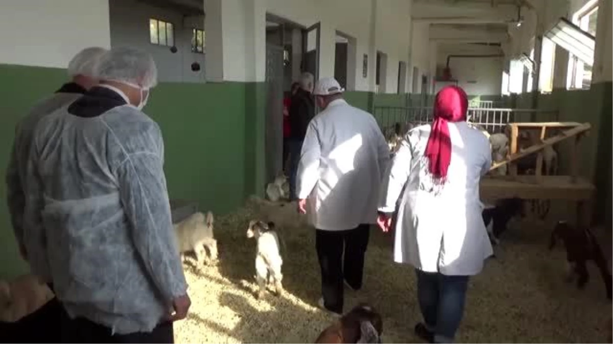 KAHRAMANMARAŞ - Verimli sütü olan keçi elde etmek üzere melez çalışması yapılıyor