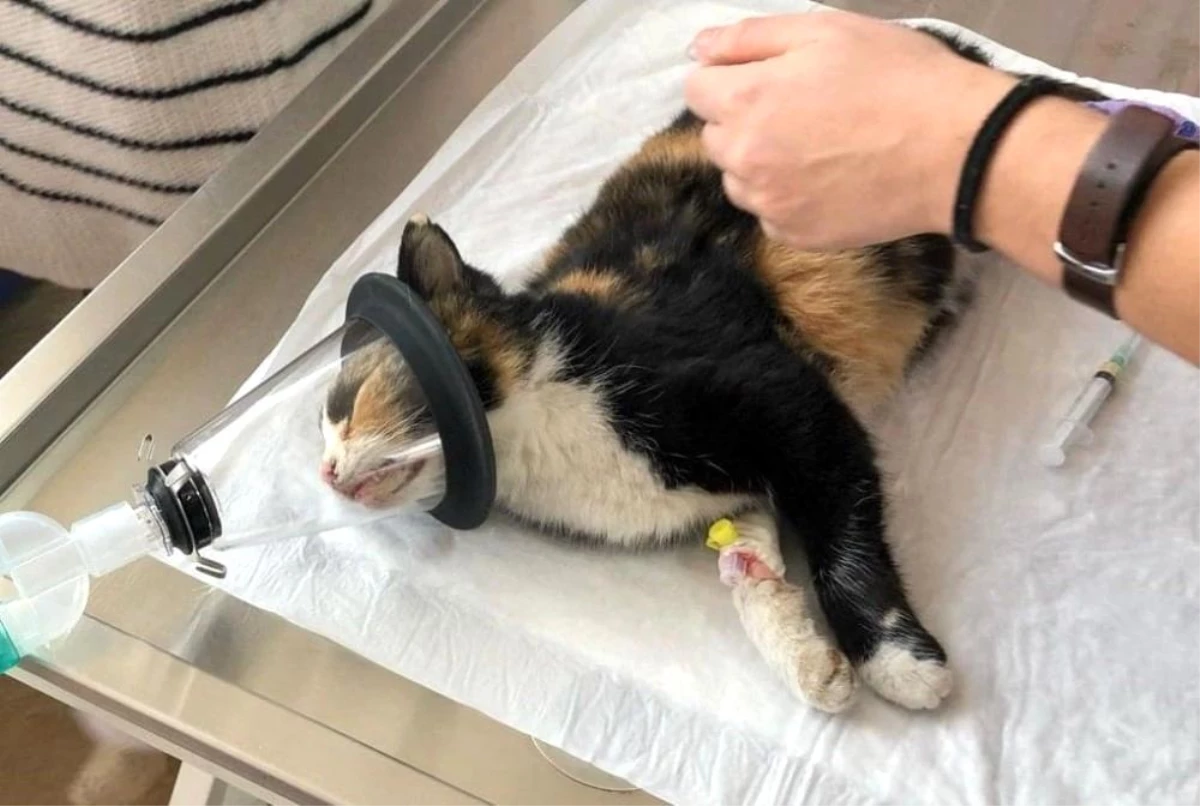 Son dakika haber! Kazada yaralanan kedinin tedavisi için seferber oldular