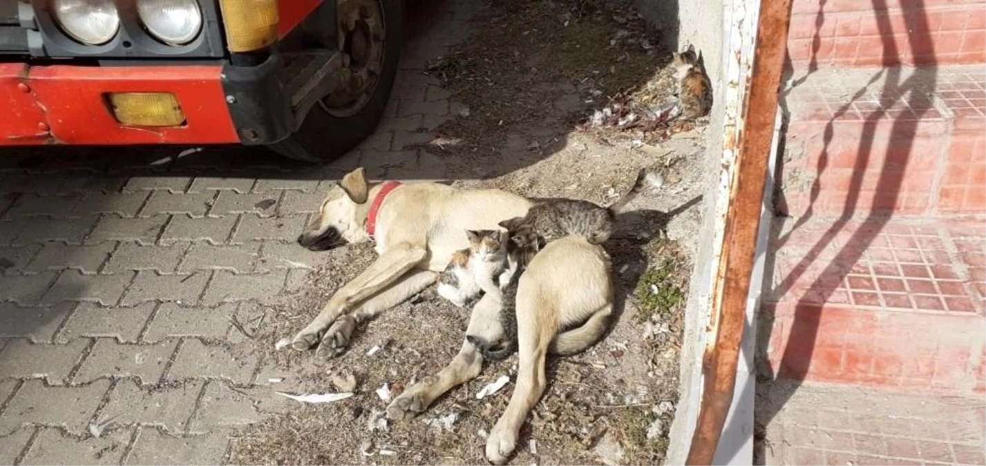 Labrador cinsi köpek kedi yavrularına annelik yapıyor