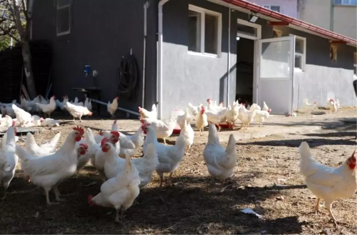 Okul bahçesindeki kümesten sağlanan yumurtalar öğrencilere burs oldu