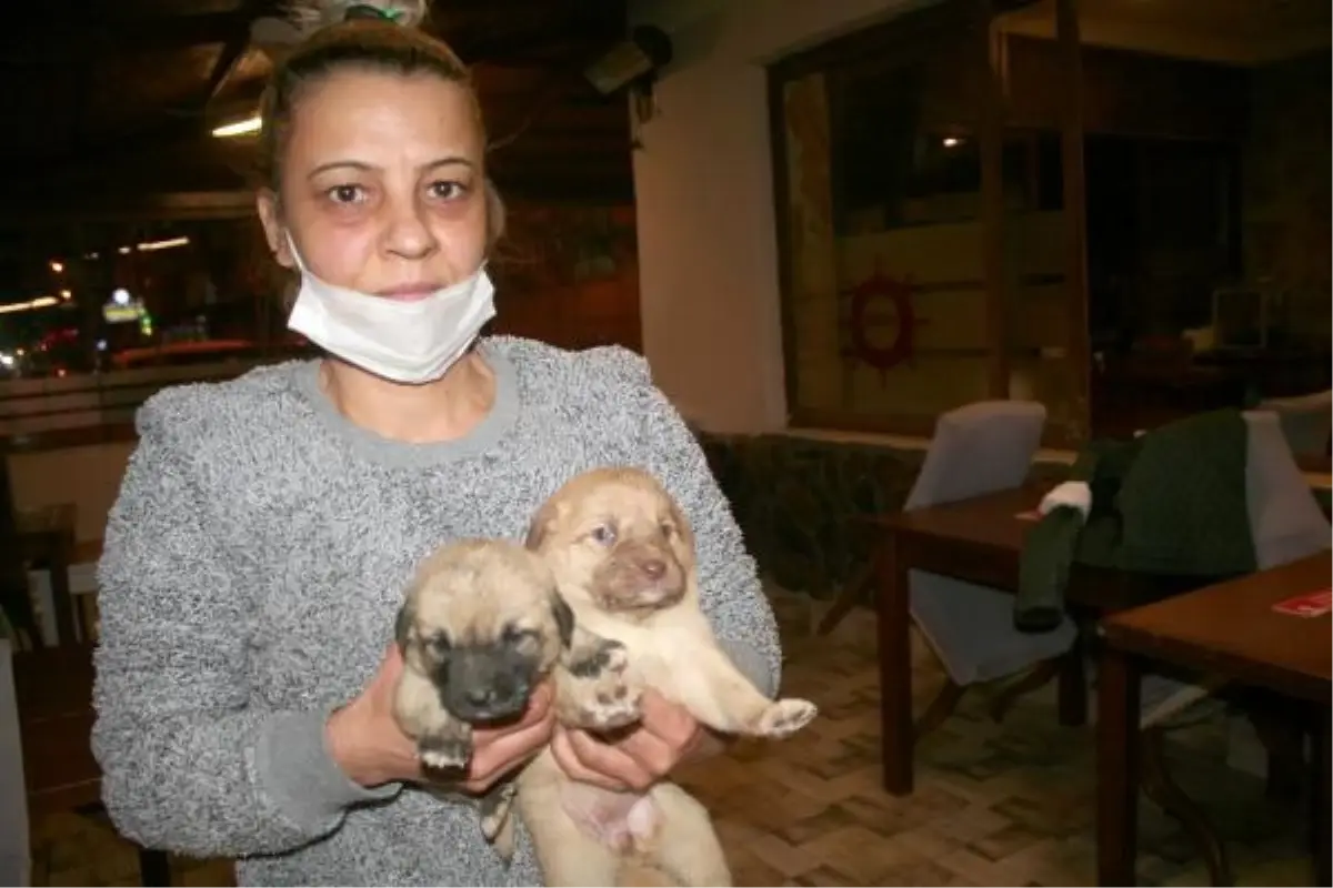 Ölüme terk edilen yavru köpekleri kurtardı