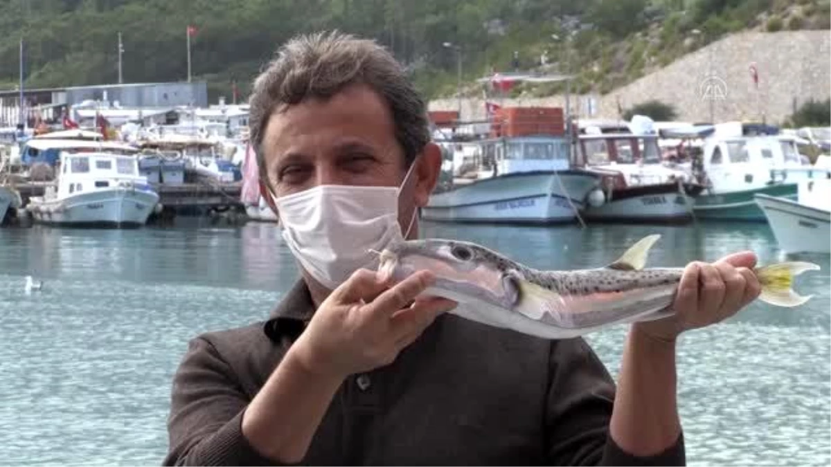 Balon balığının kuyruğuna 5 lira destek ödemesi balıkçıları mutlu etti