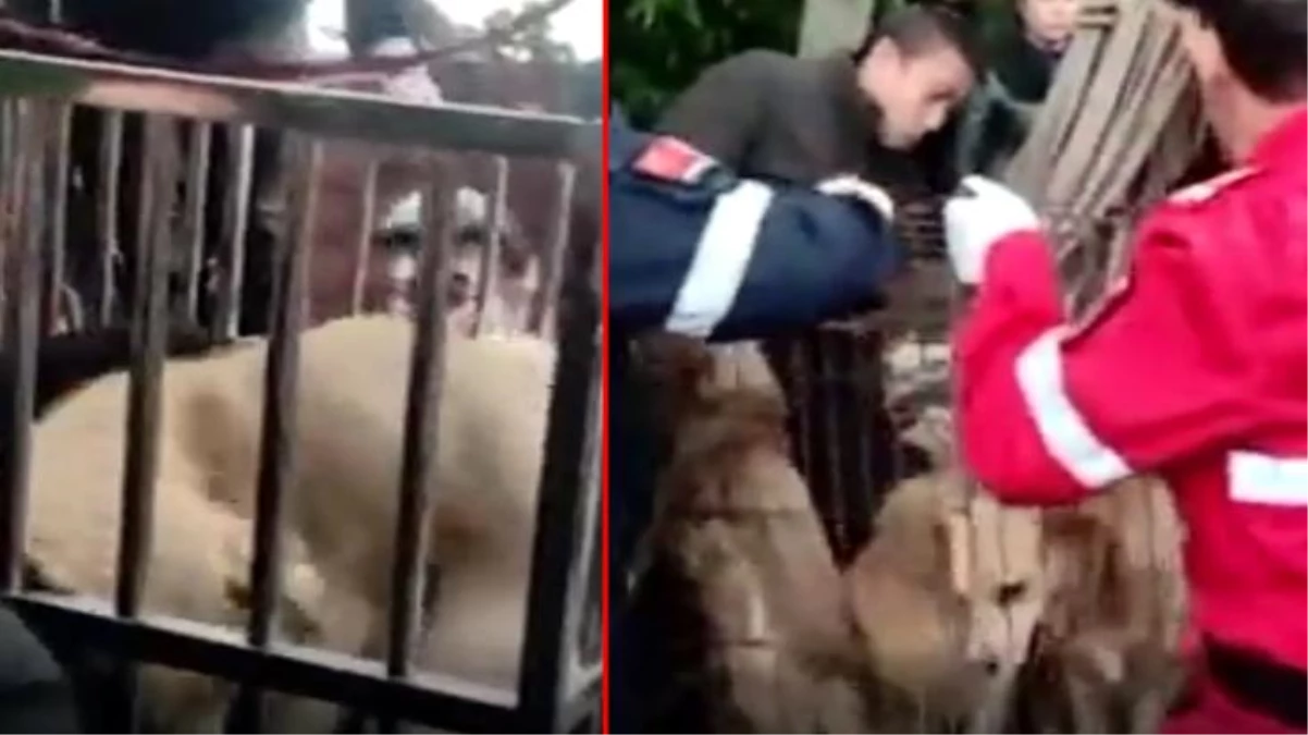 Çin\'de mezbahada \'sosis\' yapılmak için bekleyen 40 köpek bulundu