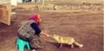 Evinin önüne gelen 'Yonca' ismini verdiği tilkiyi 4 aydır besliyor