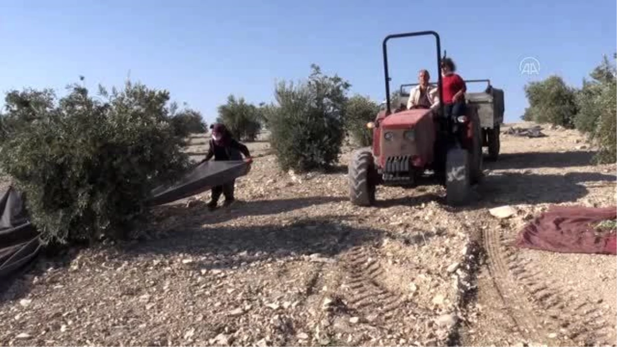 Kadın girişimcinin zeytinyağında ihracat başarısı