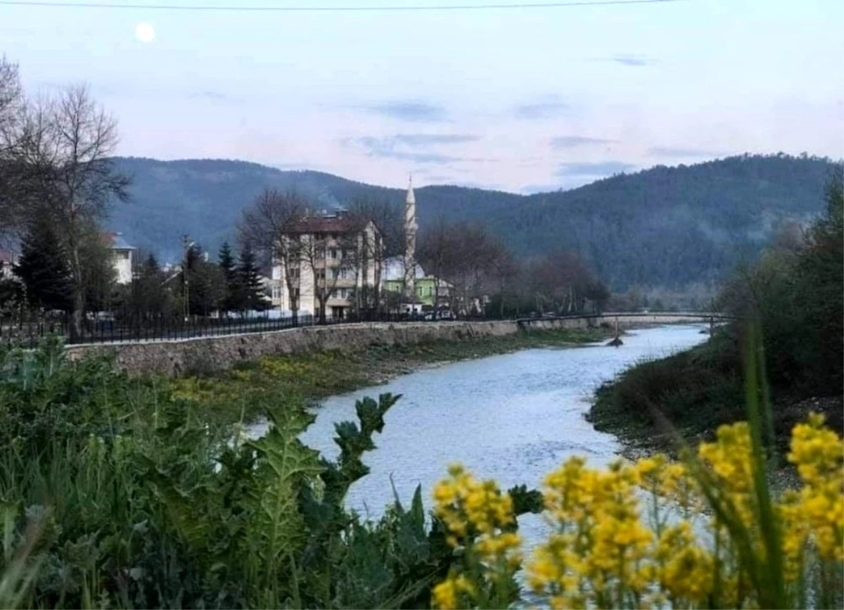 Kastamonu\'da çayda üç tane su samuru görüldü