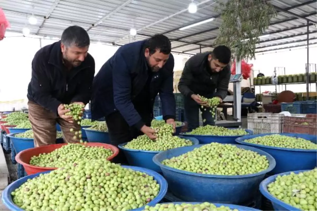 Şanlıurfa\'da günde 5 ton yeşil zeytin satılıyor