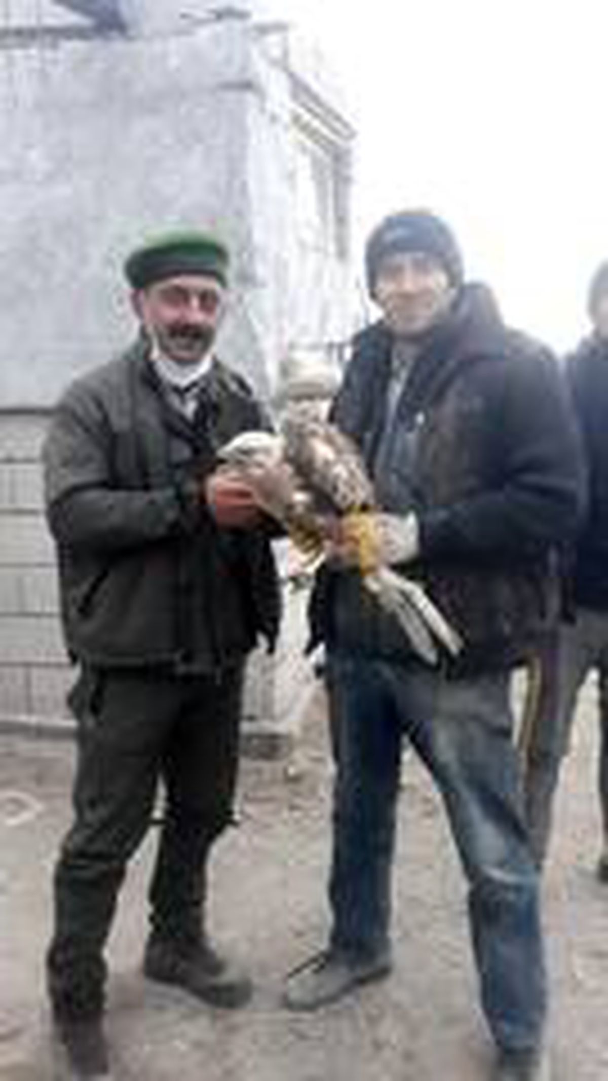 Yaralı şahine yardım eli