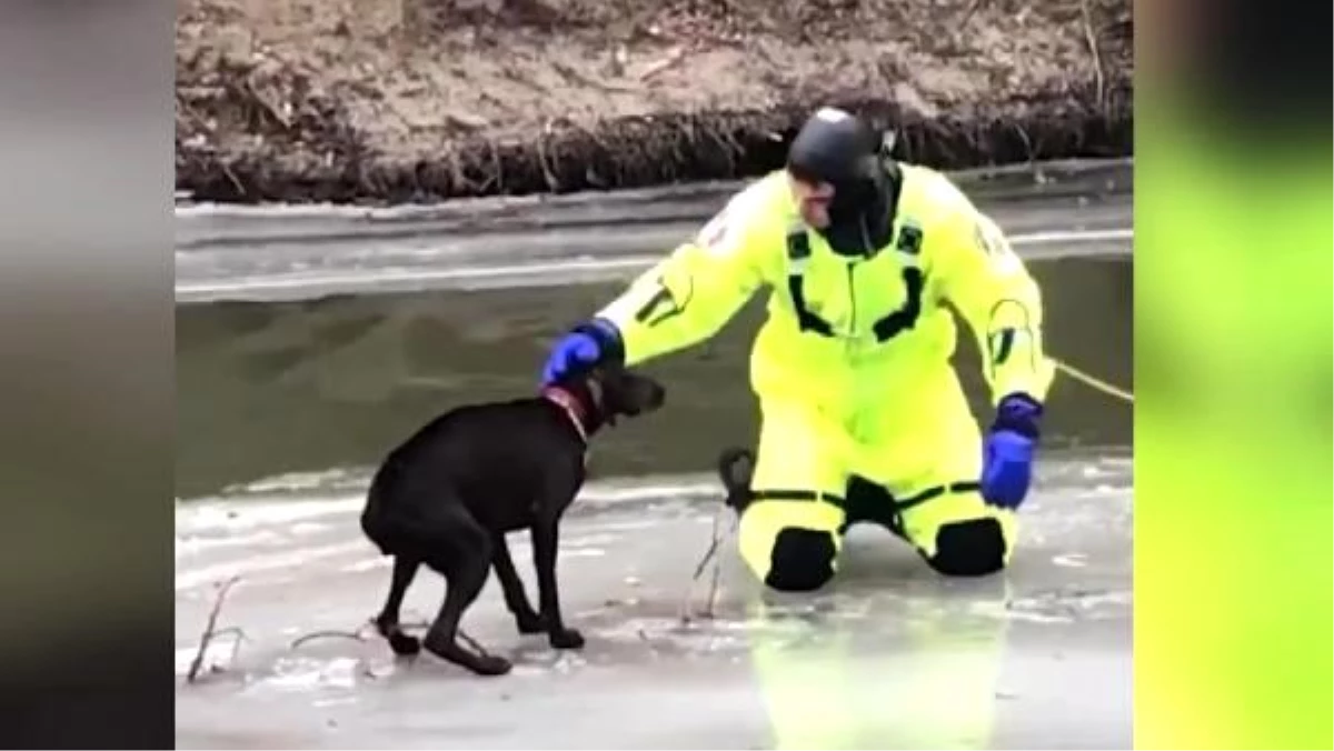 ABD\'de buz tutan nehirde mahsur kalan köpek kurtarıldı