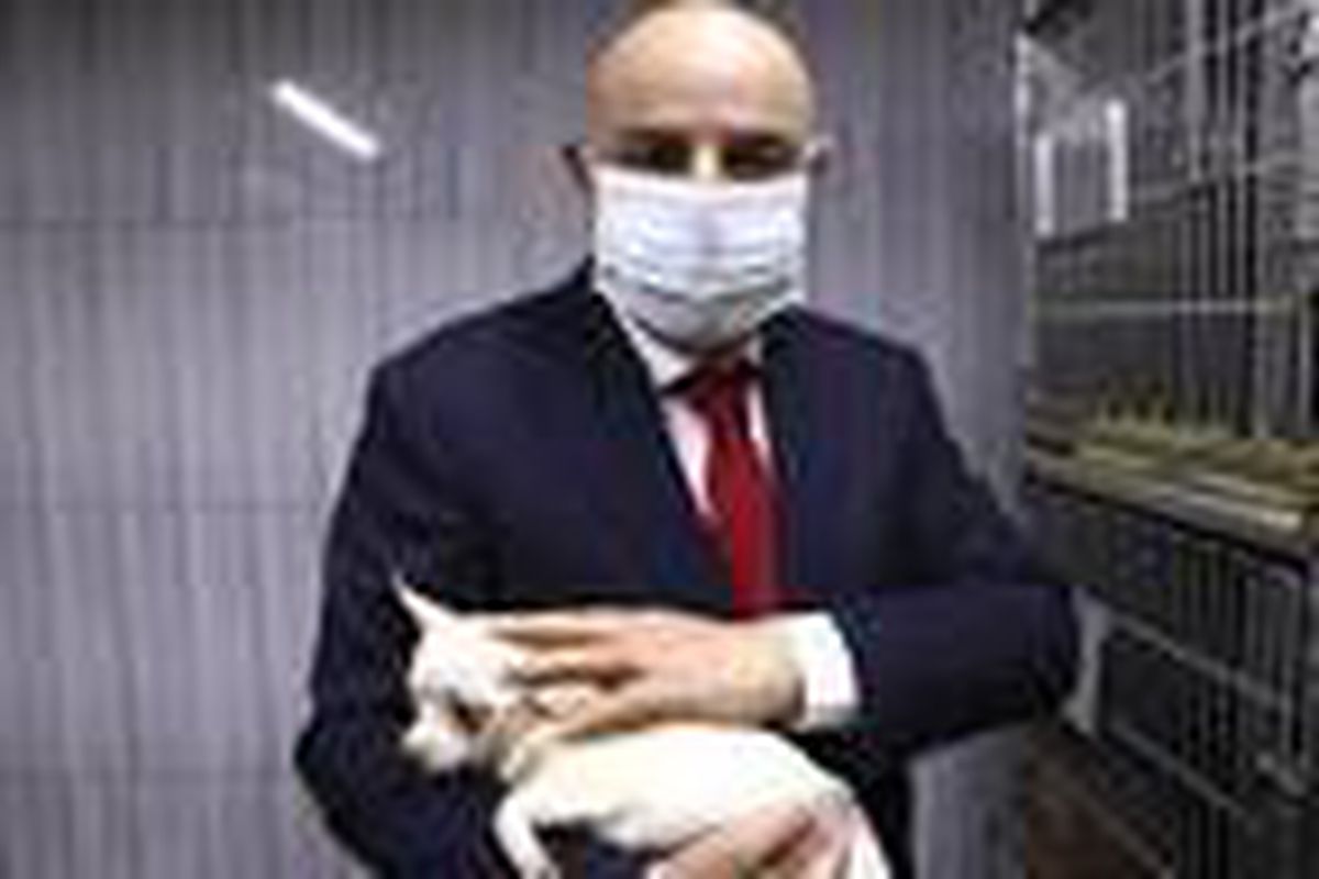 Ankara\'da bodrumda bulunan 68 köpek, tedaviye alındı