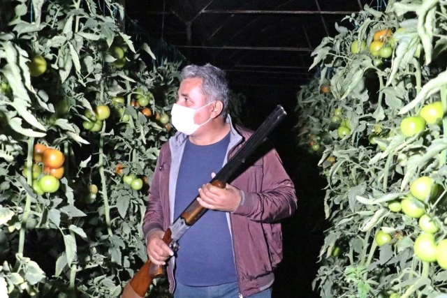 Antalya'da çiftçilerin film sahnelerini aratmayan domates hırsızları nöbeti