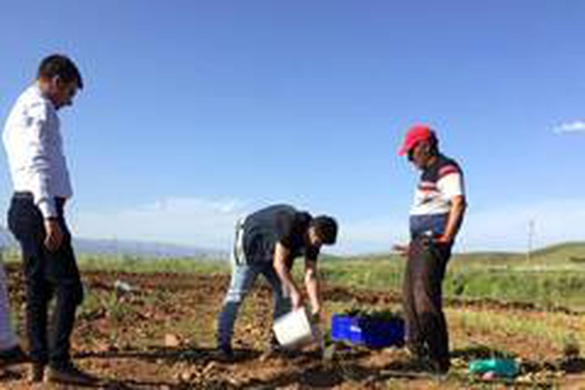 Bingöl\'de hasadı yapılan lavanta, çay ve yağ olarak işlenecek