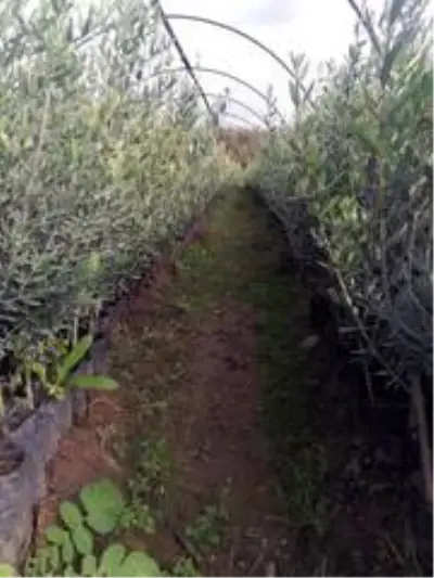 Bodrumlu üreticilerden Gemlik zeytini talebi