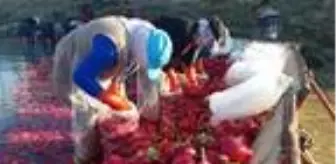 Kadirli'de turp ve ıspanak mesaisi