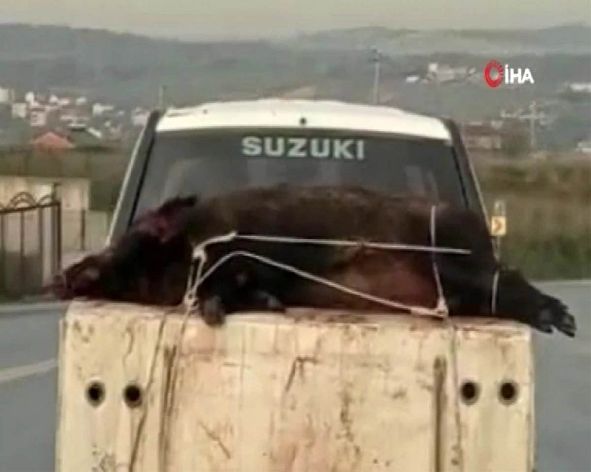 Pikabın kasasındaki domuzu görenler şaşkına döndü