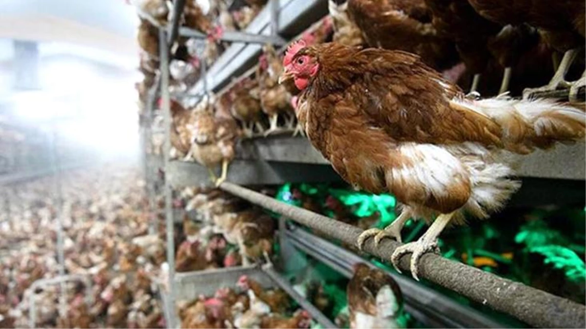 Polonya\'da kuş gribi nedeniyle 1 milyona yakın tavuk itlaf edildi