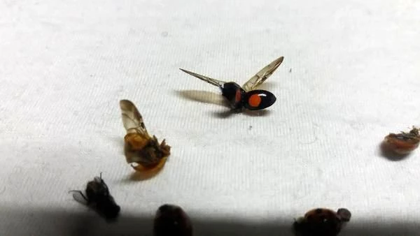 Uğur böceği istilasına uğrayan Rize’de vatandaş isyan etti Arı
