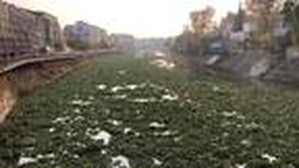 Su sümbülleri, Asi Nehri\'ni kapladı