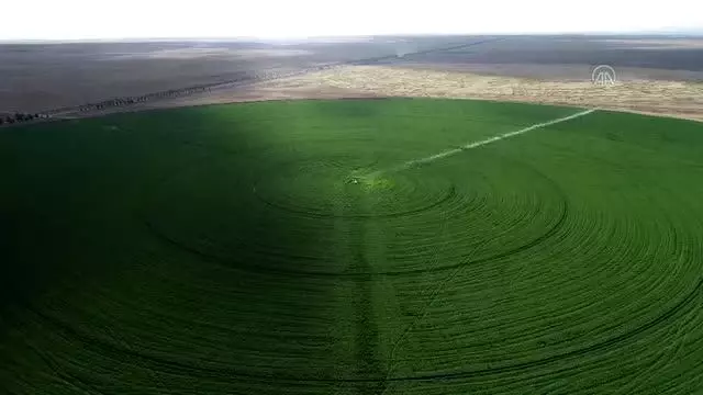 Türkiye'de tarımsal üretimin sigortası: Konya Ovası