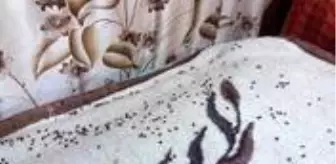 Uğur böceği istilasına uğrayan Rize'de vatandaş isyan etti: Arı kovanlarımıza zarar veriyor