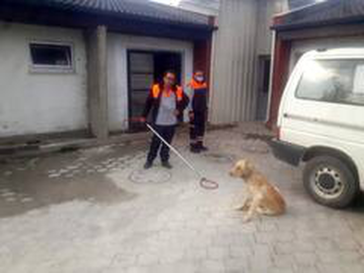 Yaralı köpeği ilk müdahale zabıta ekipleri tarafından yapıldı