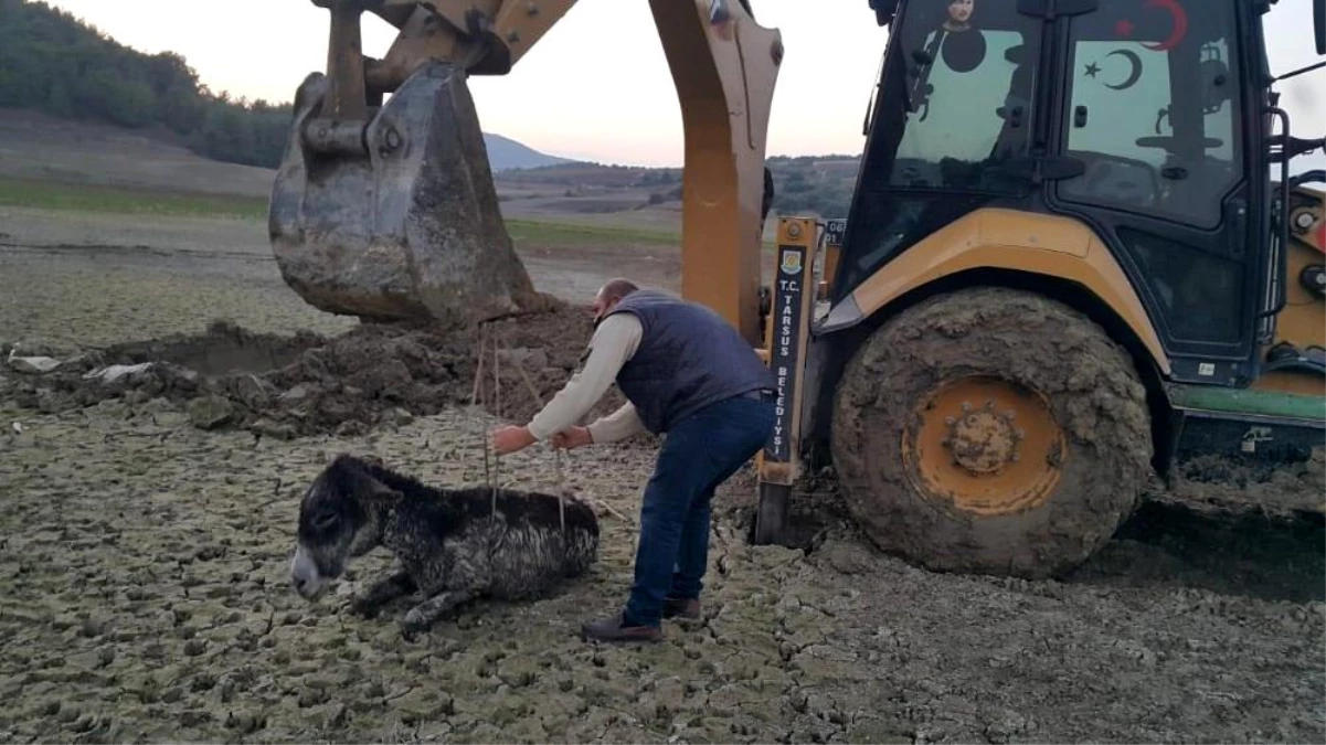 Bataklığa saplanan yaralı eşek ekiplerce kurtarıldı