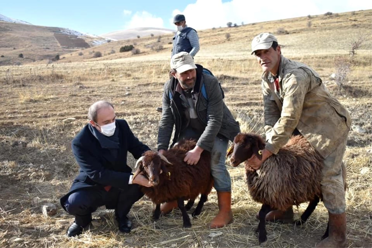 Bayburt\'un yüksek rakımlı meraları artık boş değil