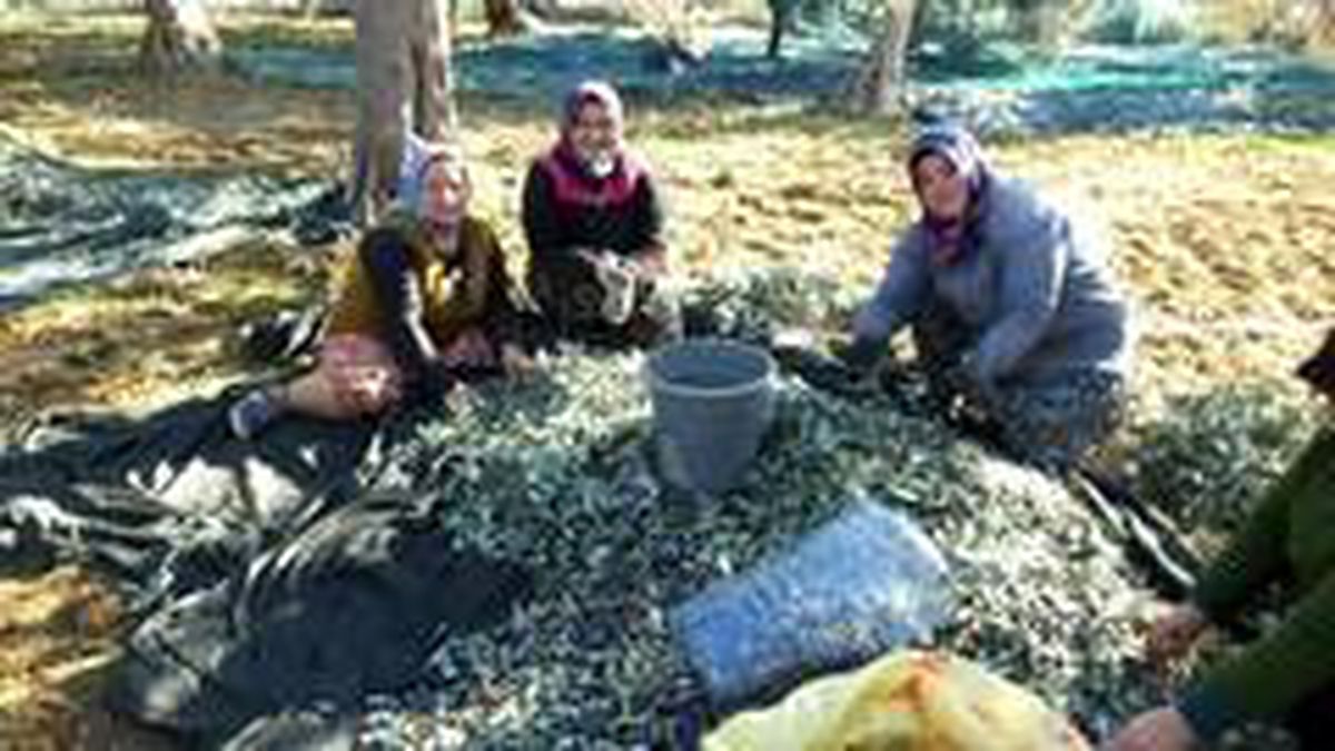 Burhaniye\'de zeytinciye hasat izin belgesi
