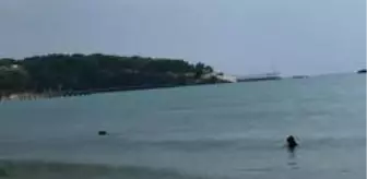 Define avcıları sualtına dalış yaparak, turistlerin düşürdüğü altınları arıyor