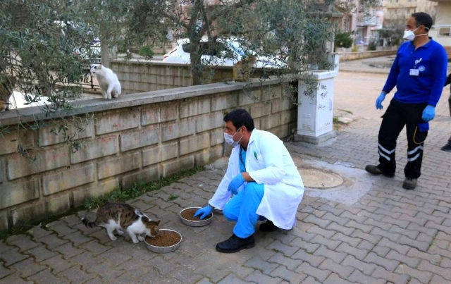 Kısıtlamada sokak hayvanları Büyükşehir'e emanet