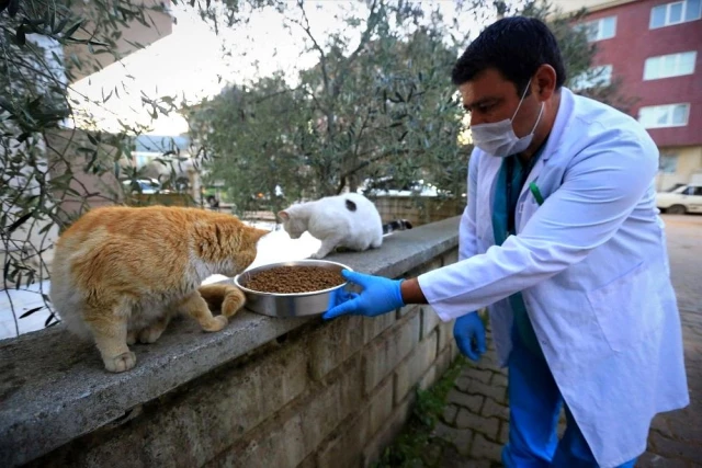 Kısıtlamada sokak hayvanları Büyükşehir'e emanet
