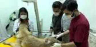 Kümesteki tavukları yediği için tüfekle vurulan köpek tedaviye alındı
