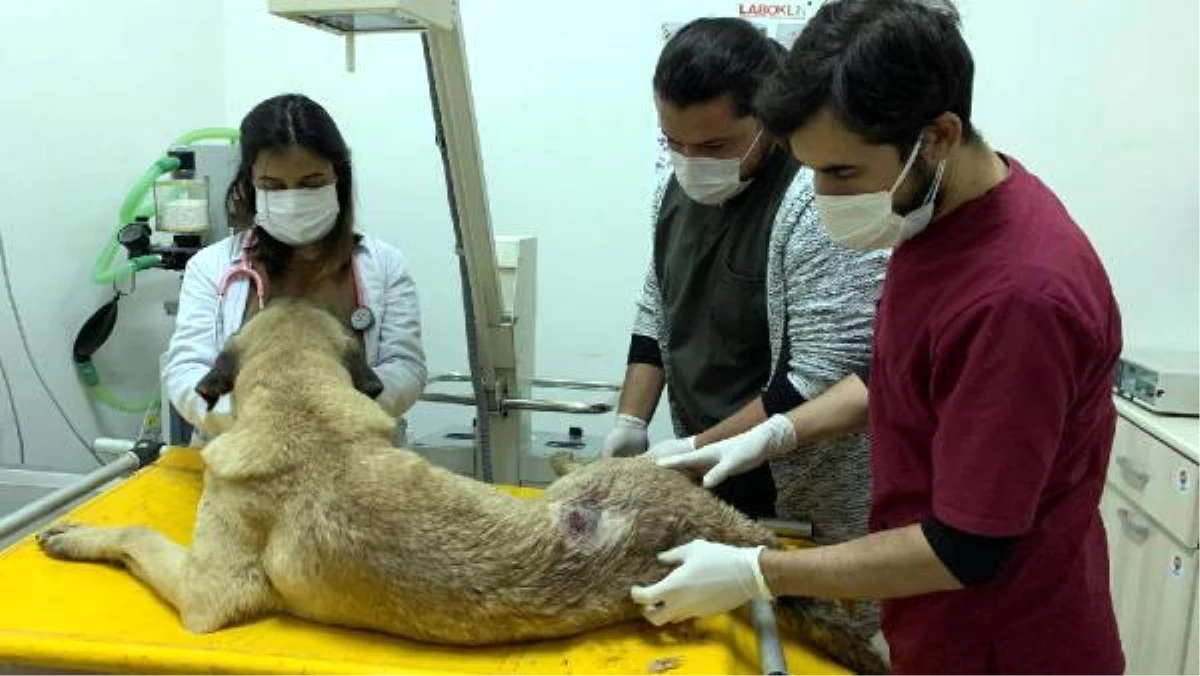 Kümesteki tavukları yediği için tüfekle vurulan köpek tedaviye alındı