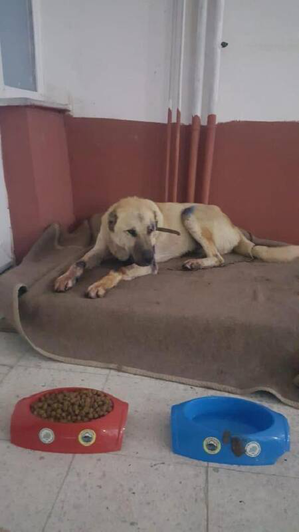 Motosiklete bağladığı köpeği iple çekti, 4 bin TL ceza yedi
