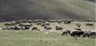 Muşlu besiciler, sıcak bölgelere göç etmeye başladı