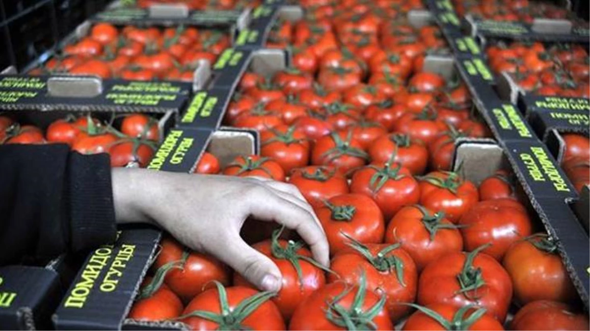 Rusya\'ya domates ihracında kota 199 bin tonu buldu, siparişler durduruldu