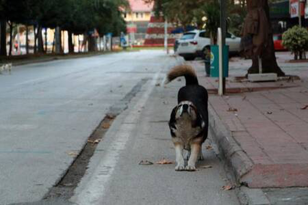 Adana\'da cadde ve sokaklar sessizliğe büründü