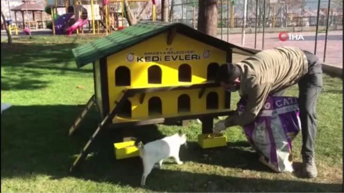 Amasya Belediyesi ekipleri sokak hayvanlarını unutmadı