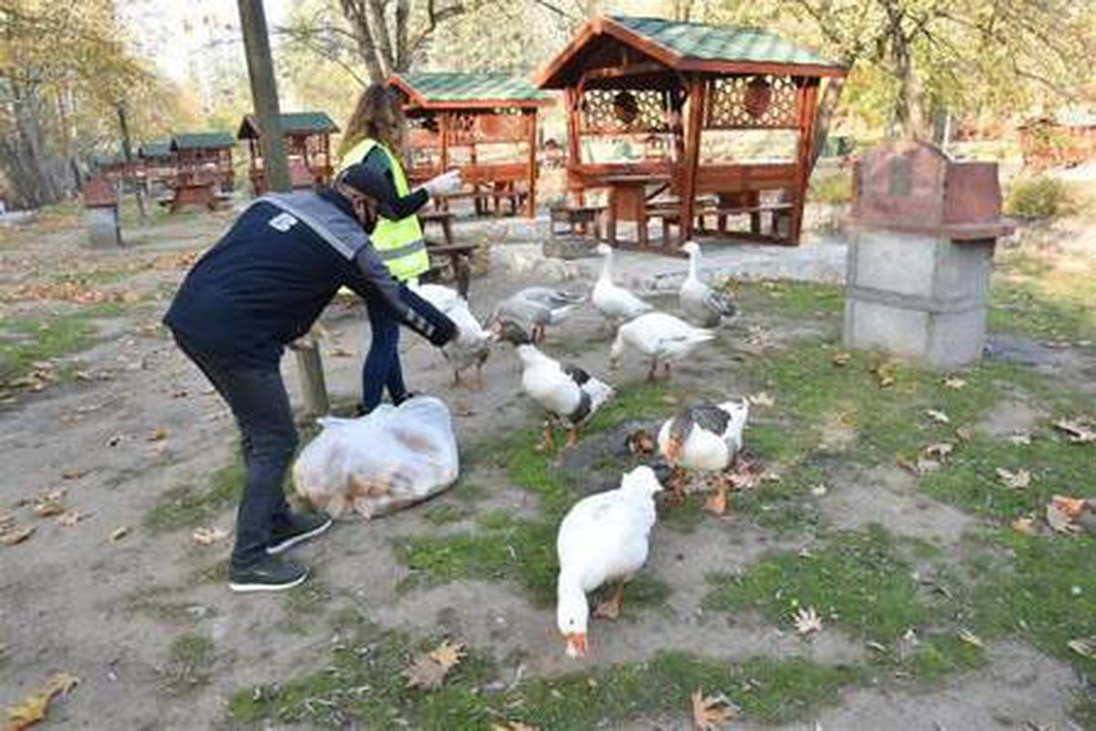 Son dakika haberi! Balıkesir Büyükşehir Belediyesi, kısıtlamada sokak hayvanlarını unutmadı